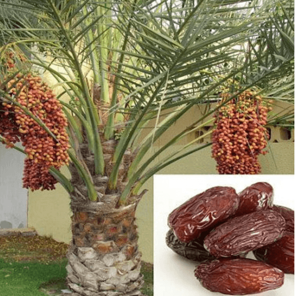 Phoenix Dactylifera, Date Palm - 0.5 kg Seeds