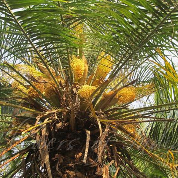 Phoenix Rupicola, Cliff Date Palm - 0.5 kg Seeds