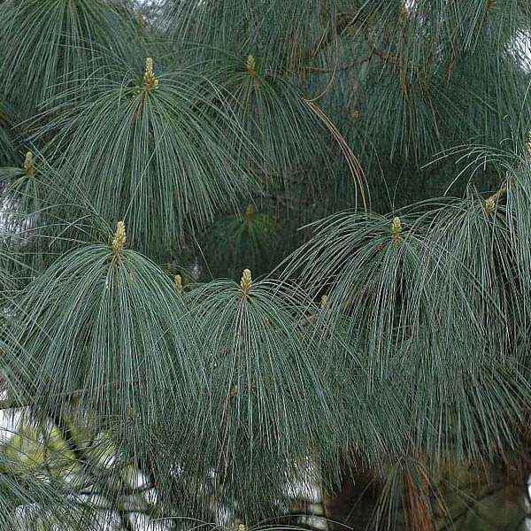 Pinus Excelsa, Blue Pine - 0.5 kg Seeds