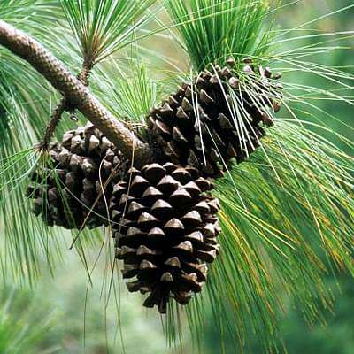 Pinus Roxburghii, Chir Pine - 0.5 kg Seeds
