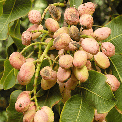 Pistachio, Pista Seeds - 0.5 kg Seeds
