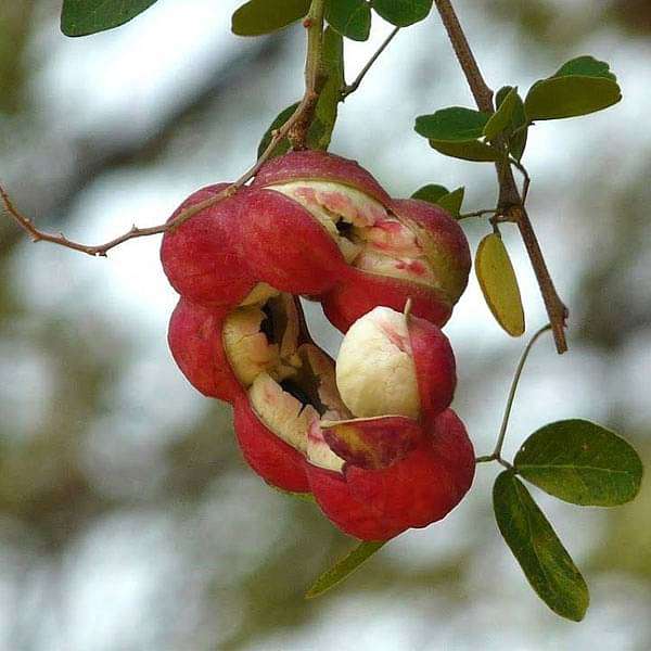 Pithecellobium Dulce, Jungle Jalebi - 0.5 kg Seeds