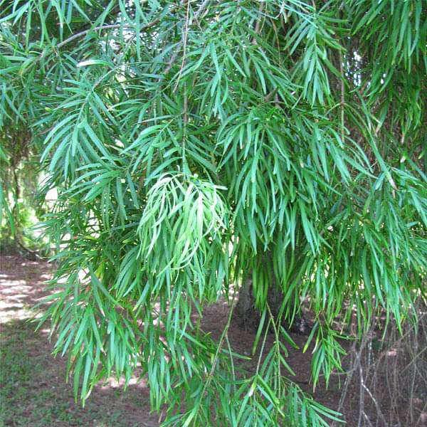 Podocarpus Gracilior - 0.5 kg Seeds