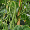 Pole Beans Selection Sanchi - Vegetable Seeds