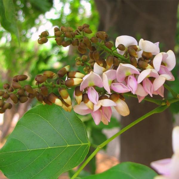 Pongamia Pinnata, Karanj - 0.5 kg Seeds
