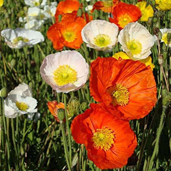 Poppy Iceland Nudicale Mixed Color - Flower Seeds