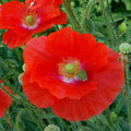 Poppy Shirley Red - Flower Seeds