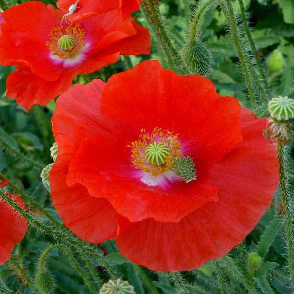 Poppy Shirley Red - Flower Seeds