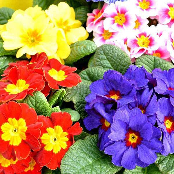 Primula Selection Mixed Color -Flower Seeds