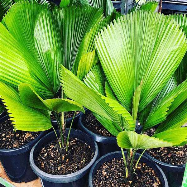 Pritchardia Grandis - 0.5 kg Seeds