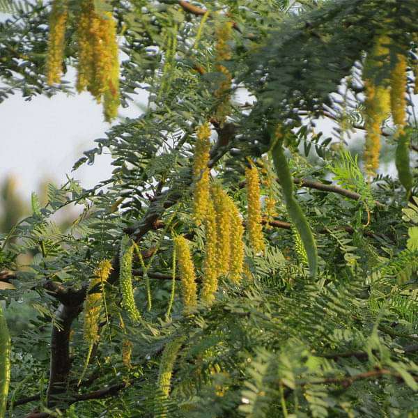 Prosopis Cineraria, Shami - 0.5 kg Seeds