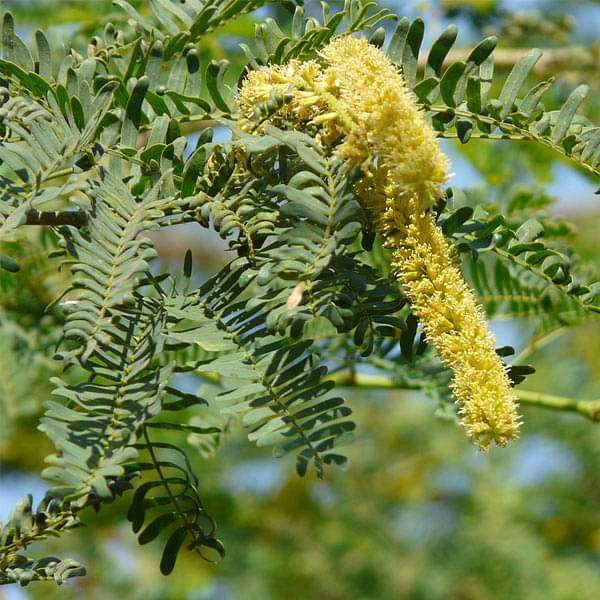 Prosopis Juliflora, Velvet Mesquite - 0.5 kg Seeds