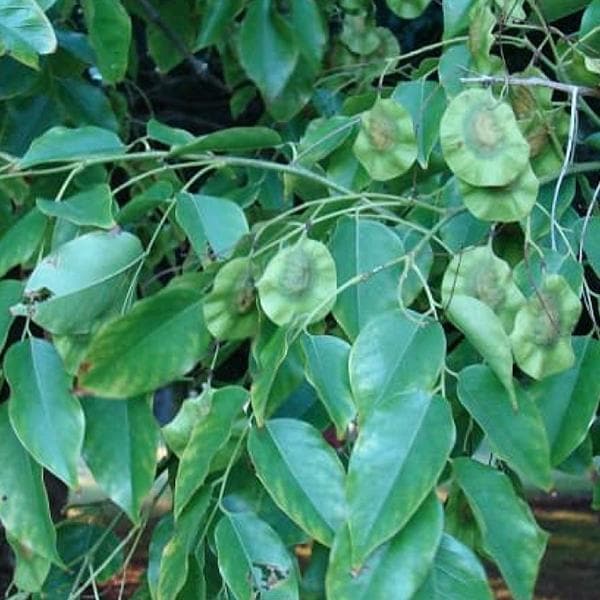 Pterocarpus Marsupium, Vijayasar - 0.5 kg Seeds