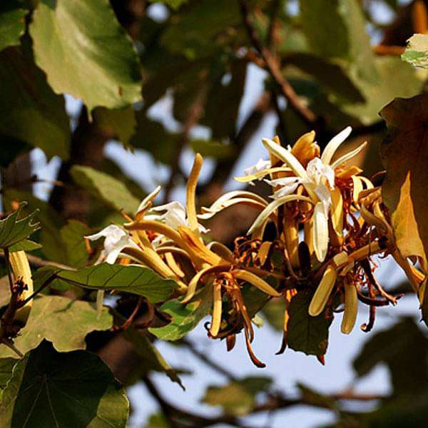 Pterospermum Acerifolium, Karnikara Tree - 0.5 kg Seeds