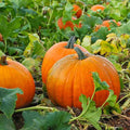 Pumpkin F1 Hybrid 406 - Vegetable Seeds