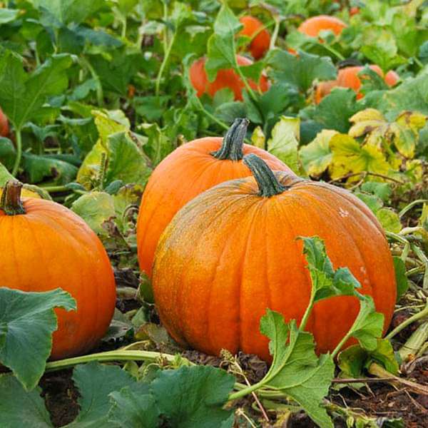 Pumpkin F1 Hybrid 406 - Vegetable Seeds