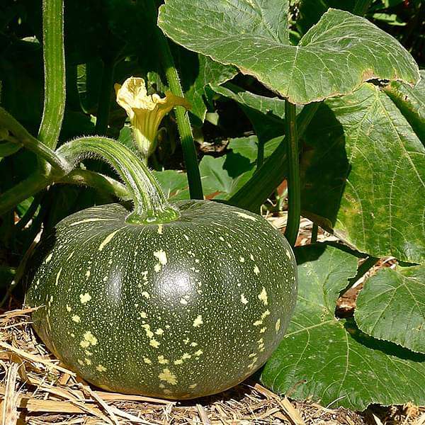 Pumpkin F1 Hybrid OS-204 - Vegetable Seeds