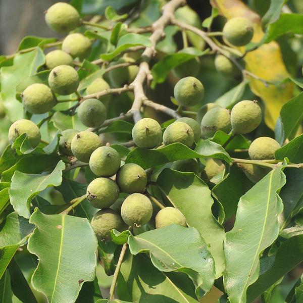 Putranjiva Roxburghii, Lucky Bean Tree - 0.5 kg Seeds