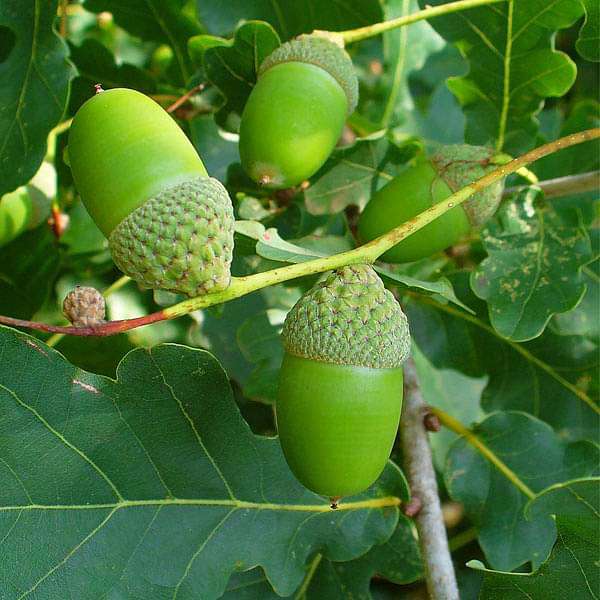 Quercus Robur, English Oak - 0.5 kg Seeds