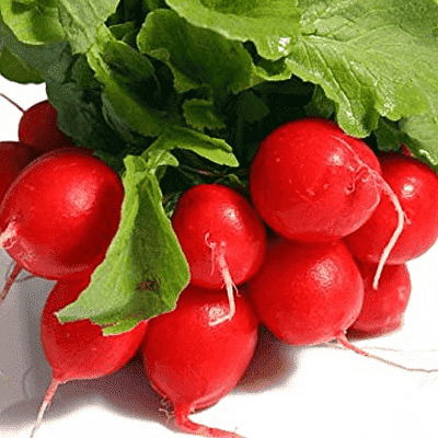 Radish Champion - Vegetable Seeds
