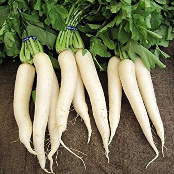 Radish F1 Hybrid - Vegetable Seeds