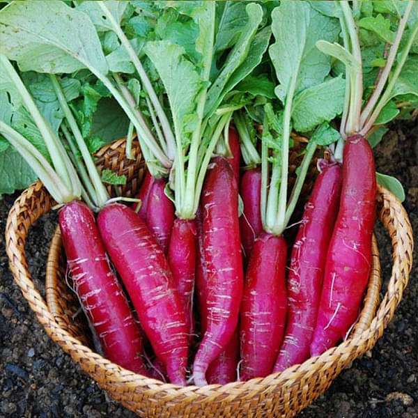 Radish F1 Long Red - Vegetable Seeds