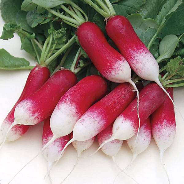Radish Half Red Imported - Vegetable Seeds