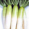 Radish Imported Green Paradise - Vegetable Seeds