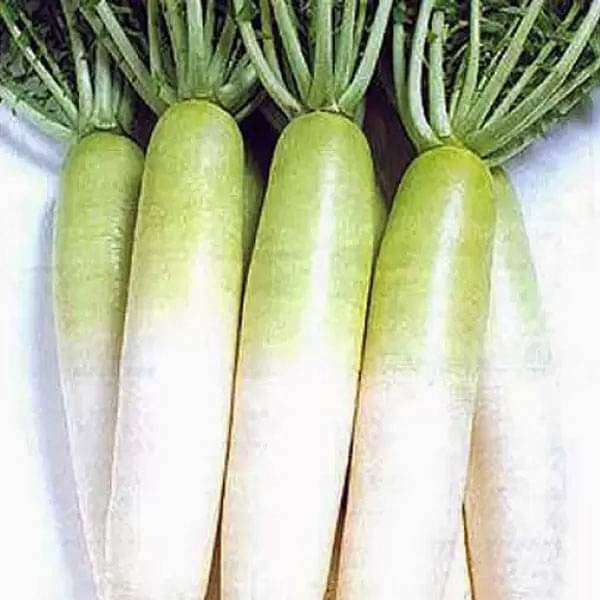 Radish Imported Green Paradise - Vegetable Seeds