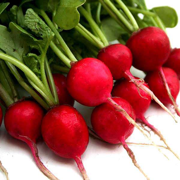 Radish Imported Scarlet Red Globe - Vegetable Seeds