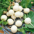 Radish Imported White Globe - Vegetable Seeds