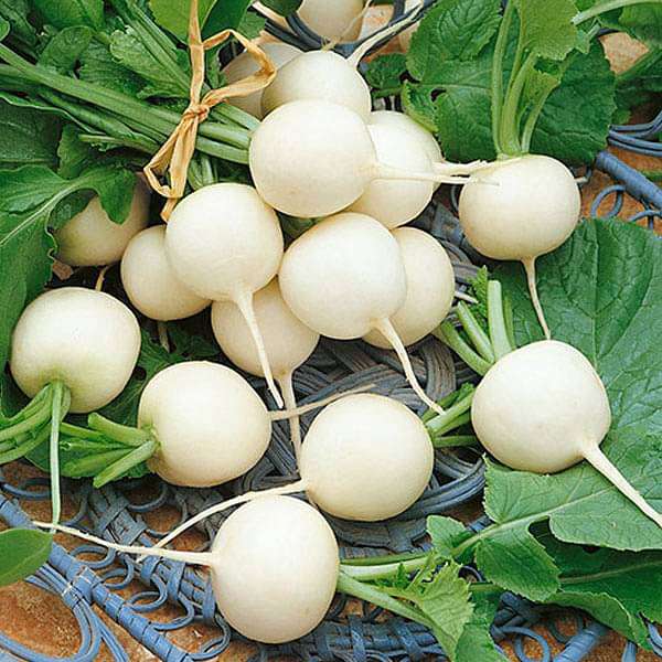 Radish Imported White Globe - Vegetable Seeds