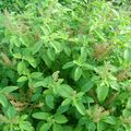 Rama Tulsi - Herb Seeds