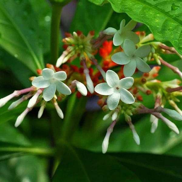 Rauvolfia Serpentina, Sarpgandha - 0.5 kg Seeds