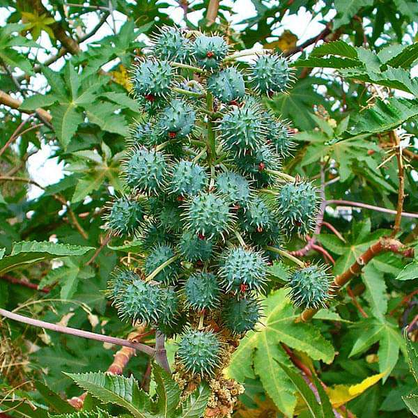 Ricinus Communis, Castor Oil Plant, Arandi - 0.5 kg Seeds