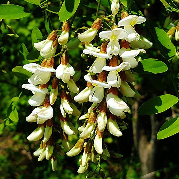 Robinia Pseudoacacia, Black Locust - 0.5 kg Seeds
