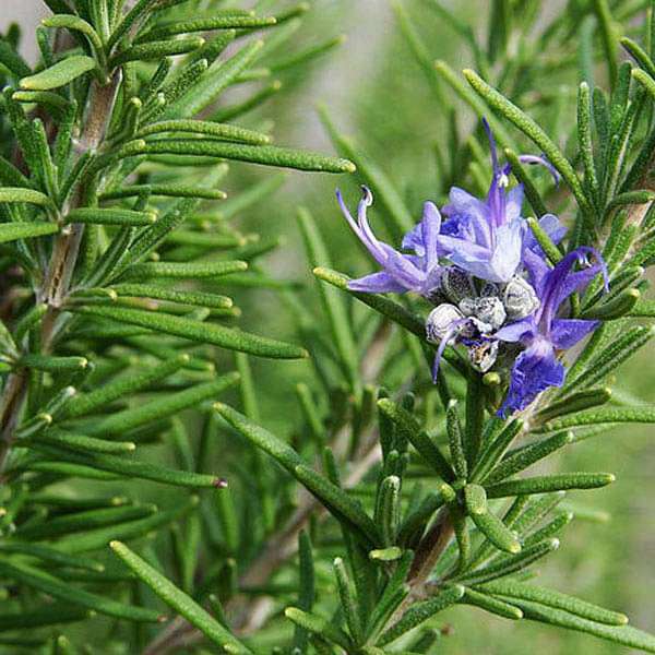 Rosemary - Herb Seeds