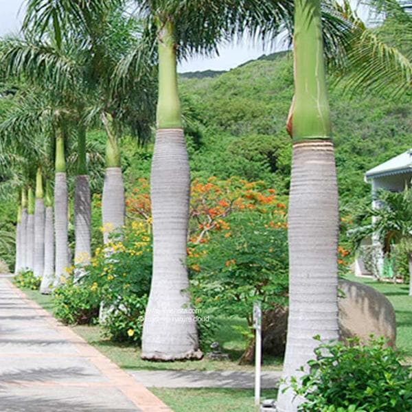 Roystonea Regia, Royal Palm - 0.5 kg Seeds