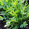 Rucola Cultivated, Rocket Cultivated - Herb Seeds