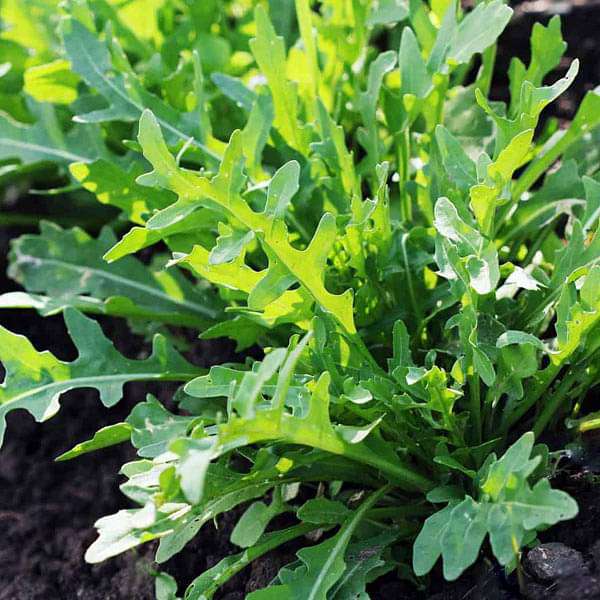 Rucola Cultivated, Rocket Cultivated - Herb Seeds