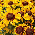 Rudbeckia, Gloriosa Daisy - Flower Seeds