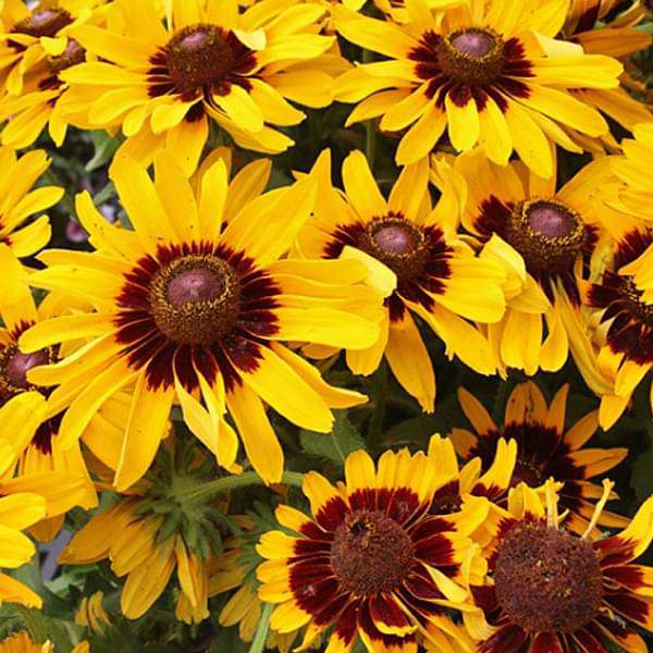 Rudbeckia, Gloriosa Daisy - Flower Seeds