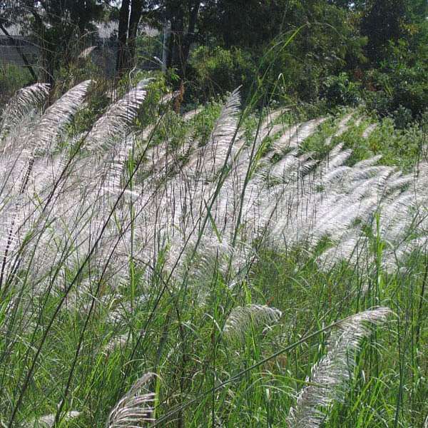 Saccharum Munja Grass, Munja - 0.5 kg Seeds