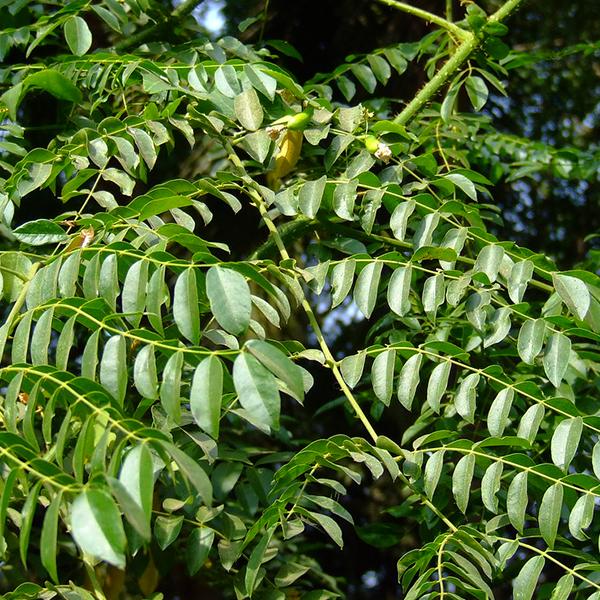 Sagargota - 0.5 kg Seeds