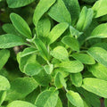 Sage - Herb Seeds