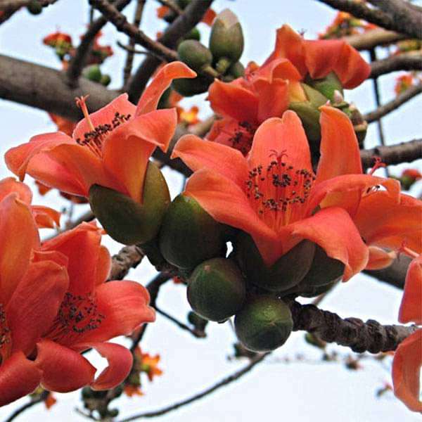 Salmalia Malabarica, Cotton Tree - 0.5 kg Seeds