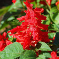 Salvia Bon Fire - Flower Seeds