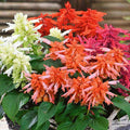 Salvia F1 Hybrid Mixed Color - Flower Seeds