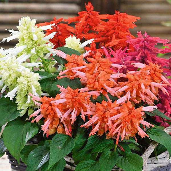 Salvia F1 Hybrid Mixed Color - Flower Seeds