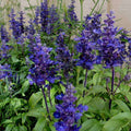 Salvia farinacea Blue - Flower Seeds